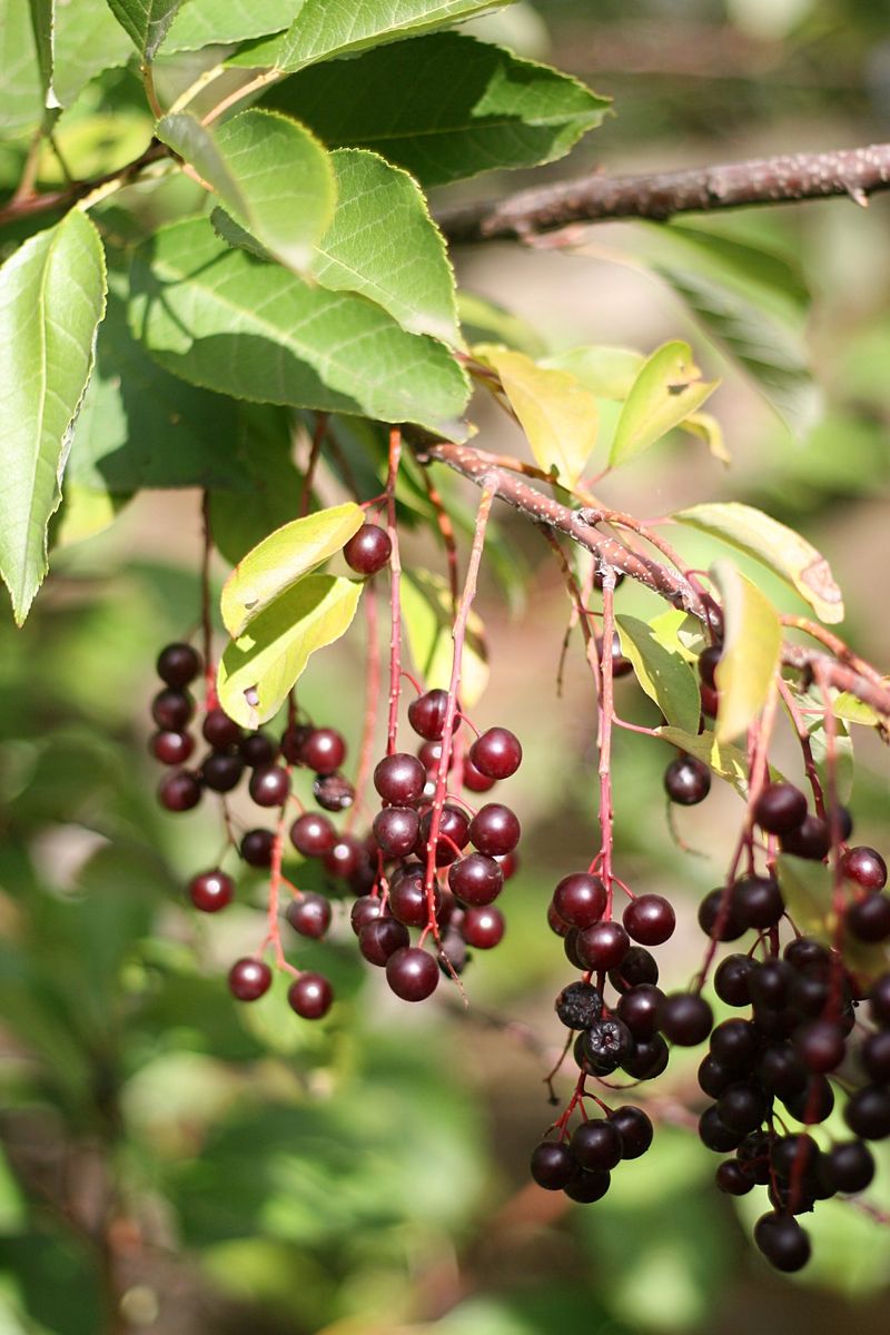 Chokecherry Supports Wildlife While Shading Your Space