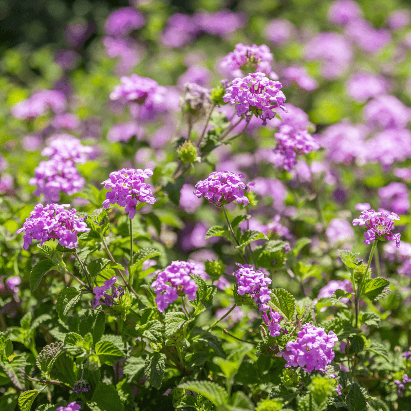 Purple Trailing Lantana
