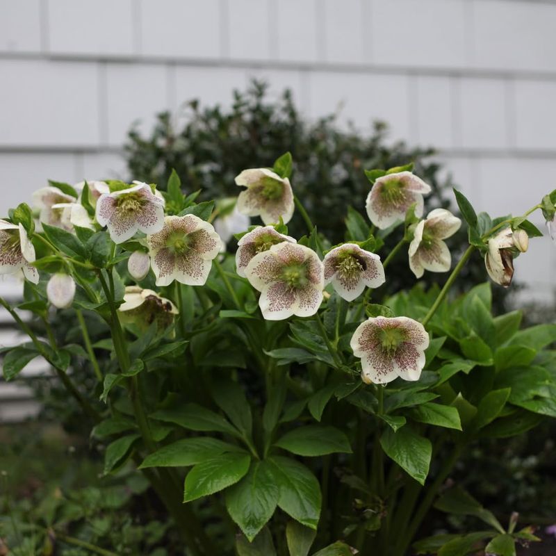 Hellebore (Helleborus orientalis)