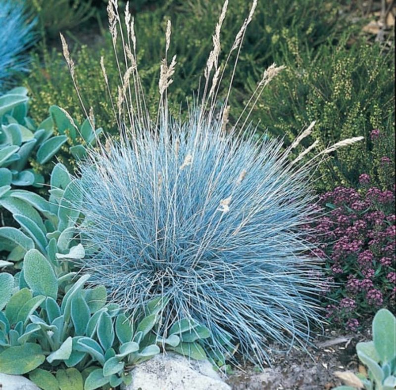 Blue Fescue Grass