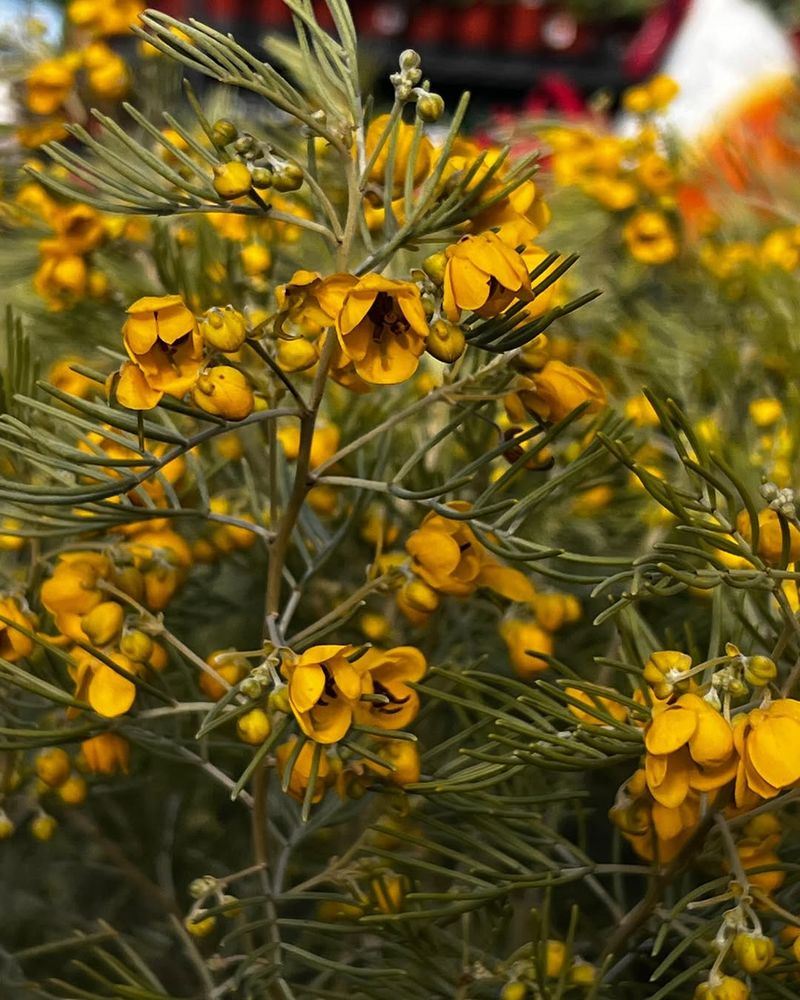 Feathery Cassia Adds Soft Gray Texture And Winter Yellow Flowers