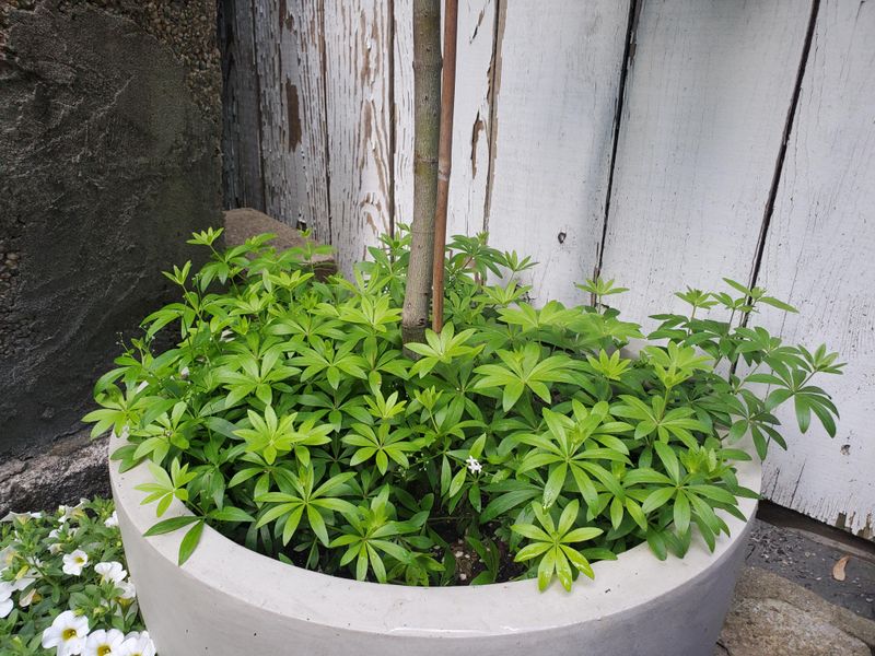 Sweet Woodruff