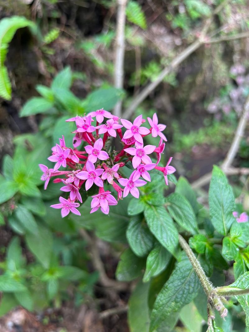 Pentas Add Bright Color And Butterfly Energy