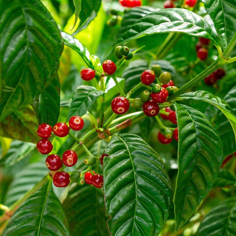 Wild Coffee With Glossy Leaves And Tropical Charm