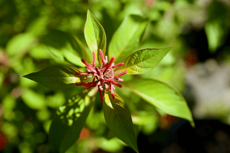 Firebush: The Heat-Proof Bloomer
