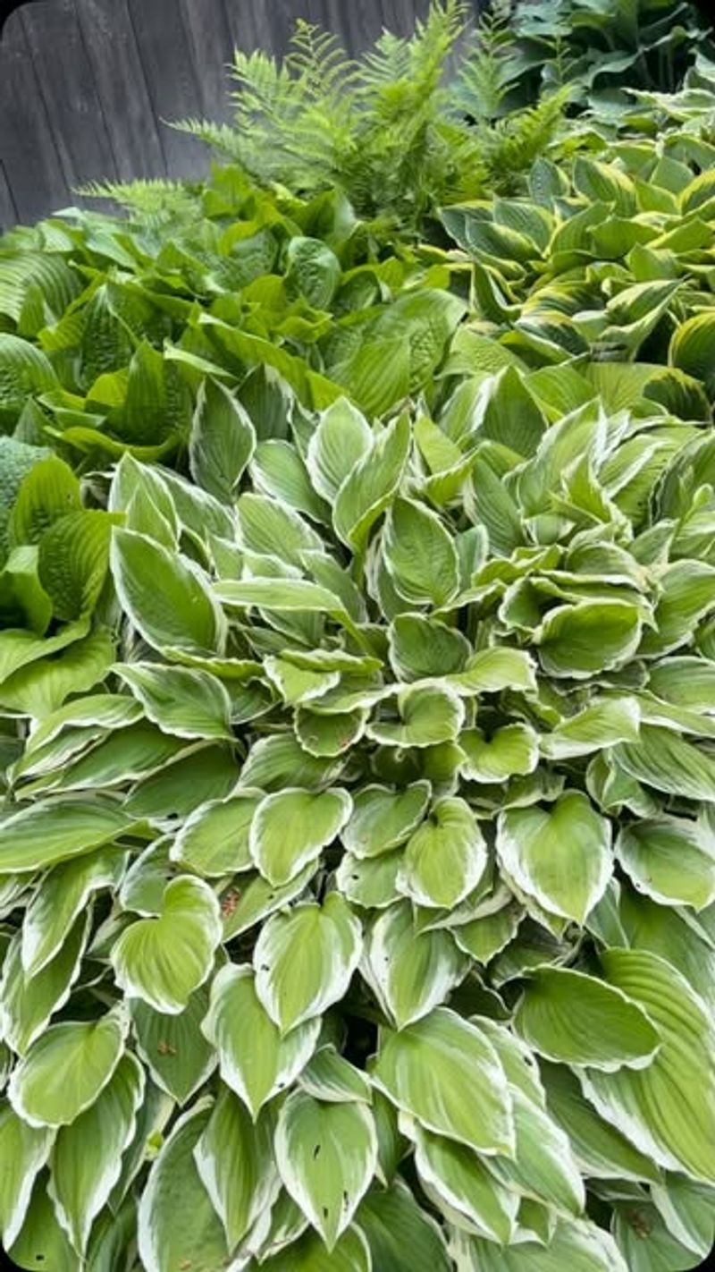 Hostas: Lush Foliage For Shady Spots