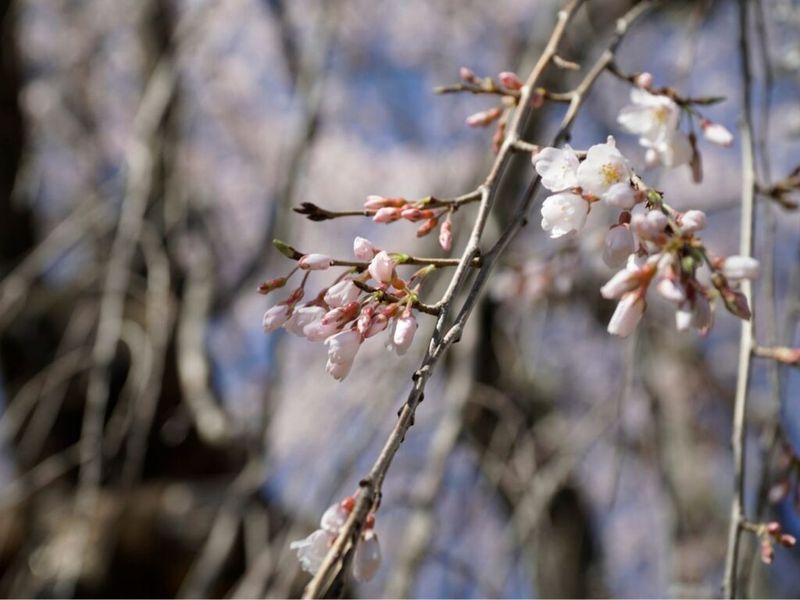 Trees And Shrubs Wake Up