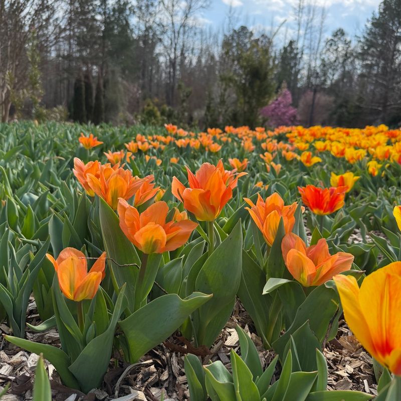 Plants Recover Faster From Cold Nights