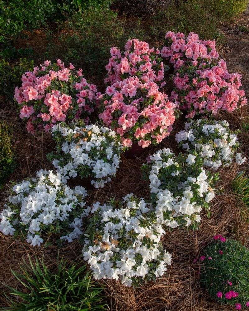 Reblooming Azaleas Changing How Long Spring Color Lasts