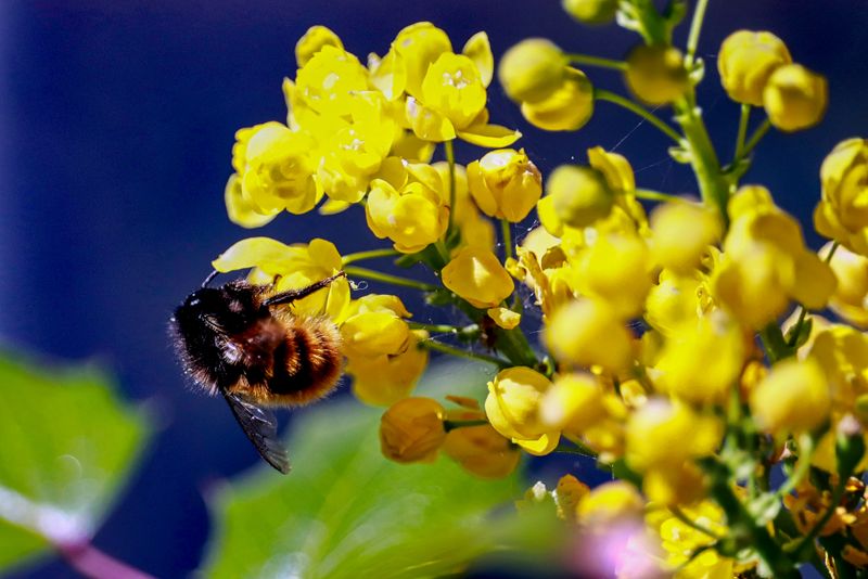 Bright Yellow Flowers That Signal Food