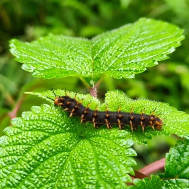 Stinging Nettle (Urtica dioica)