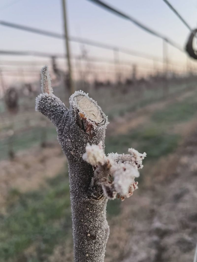 Frost During Bud Break