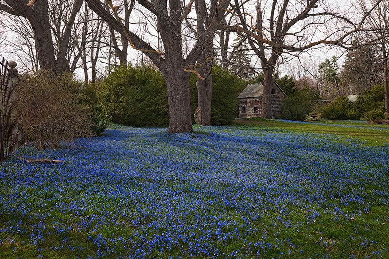 Siberian Squill Forms Blue Carpets Across Lawns