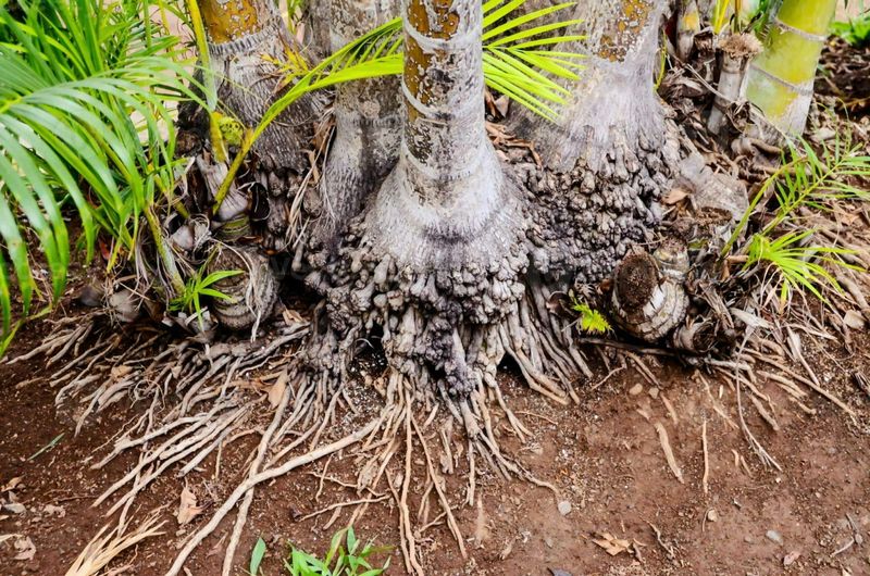 Cold Soil Blocks Proper Nutrient Uptake