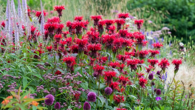 Perennials May Shoot Too Soon