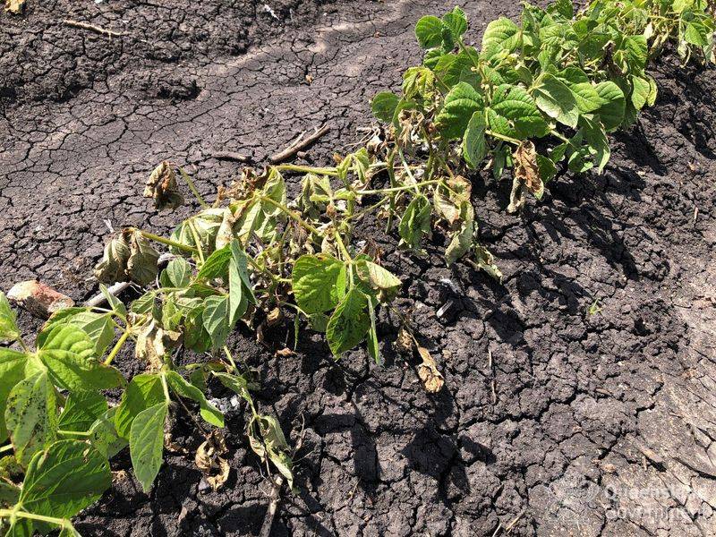 Warm Season Crops Cannot Tolerate Chilled Soil