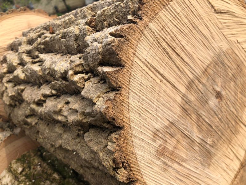 Avoid Moving Firewood And Replace Severely Damaged Trees Wisely