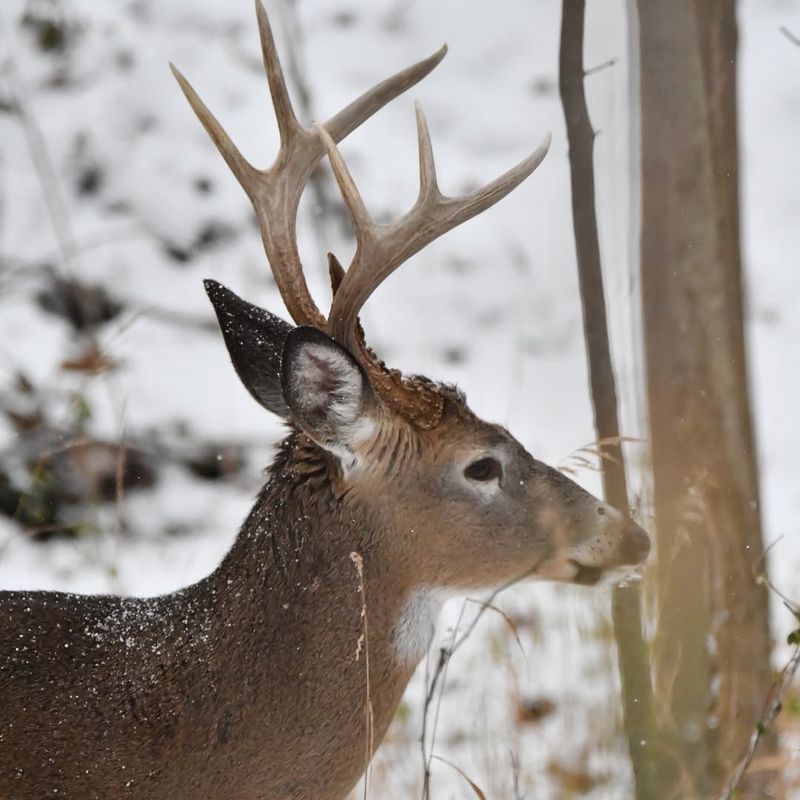 Protein Needs Increase Browsing Activity After Winter
