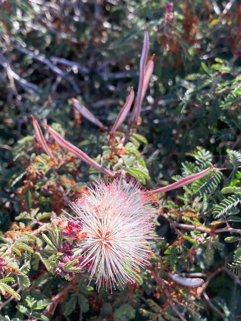 Mild Winters Push Fairy Duster Into Action Early