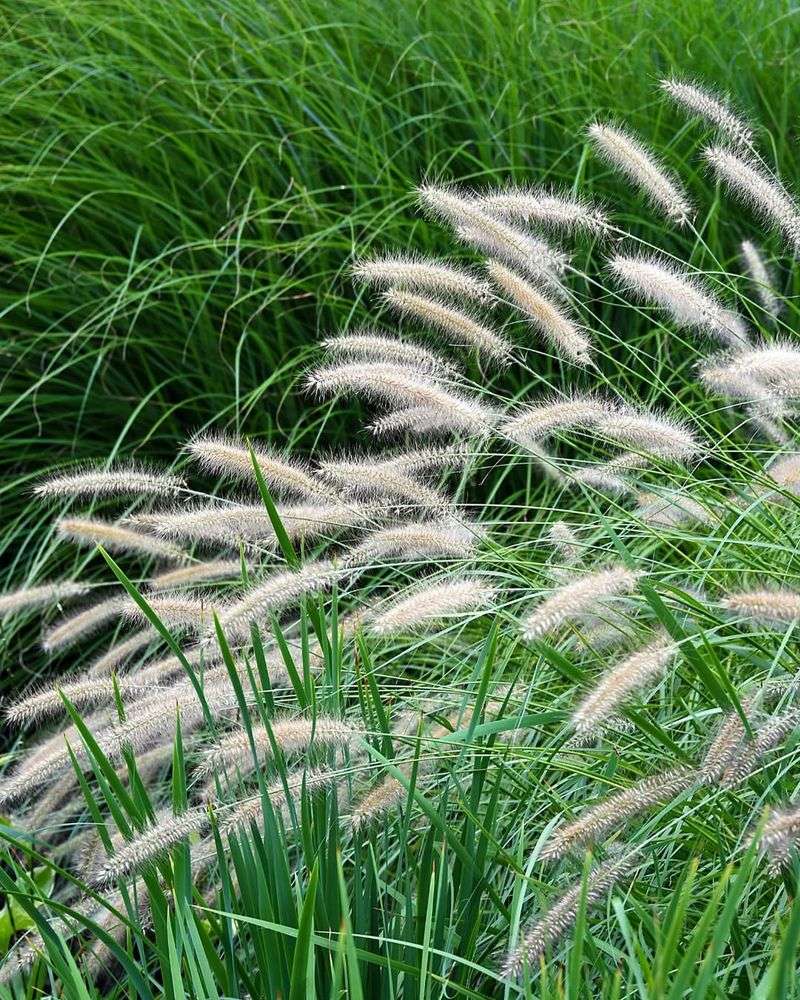 Established Ornamental Grasses Benefit Before New Shoots Appear