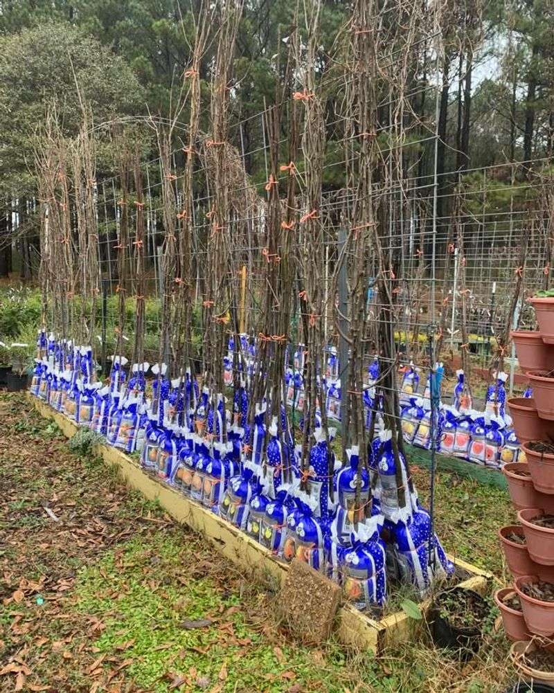 Bare-Root Native Berry Shrubs Thrive When Planted Now
