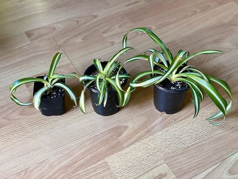 Gentle Transition To Soil Prevents Setbacks