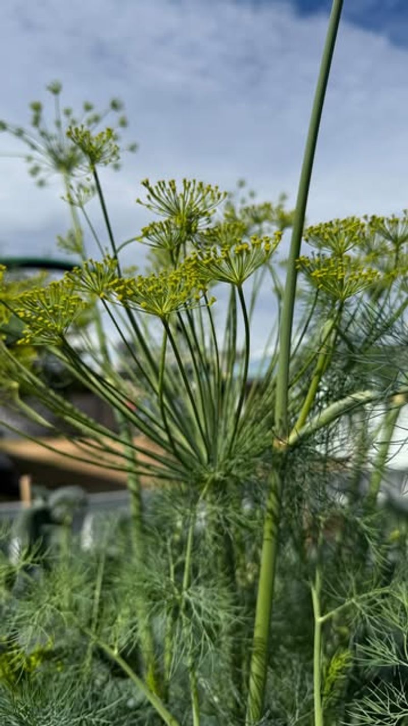 Flowering Herbs Improve Garden Balance When Dill Is Nearby
