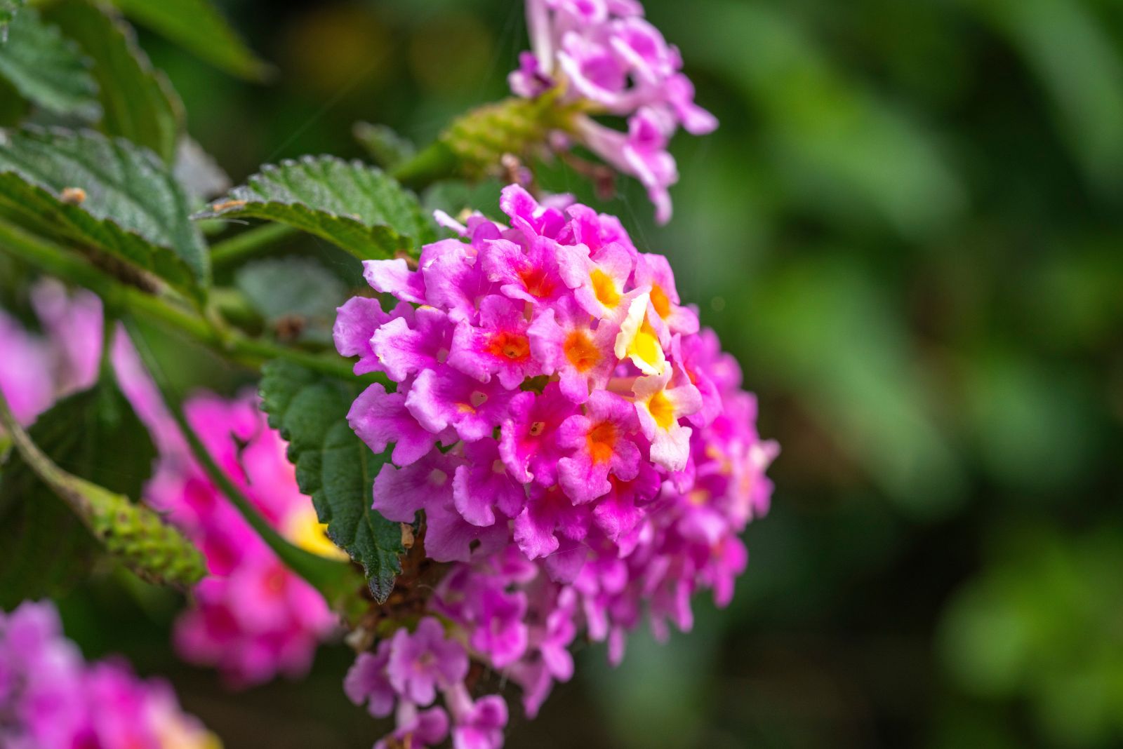 lantana