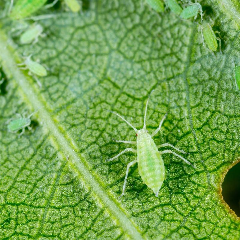 Aphids