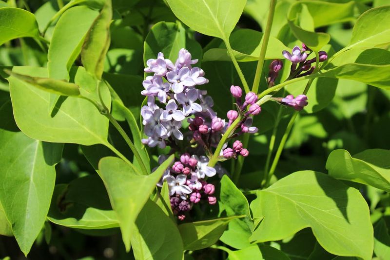 Lilacs Bloom On Old Wood Not New Growth