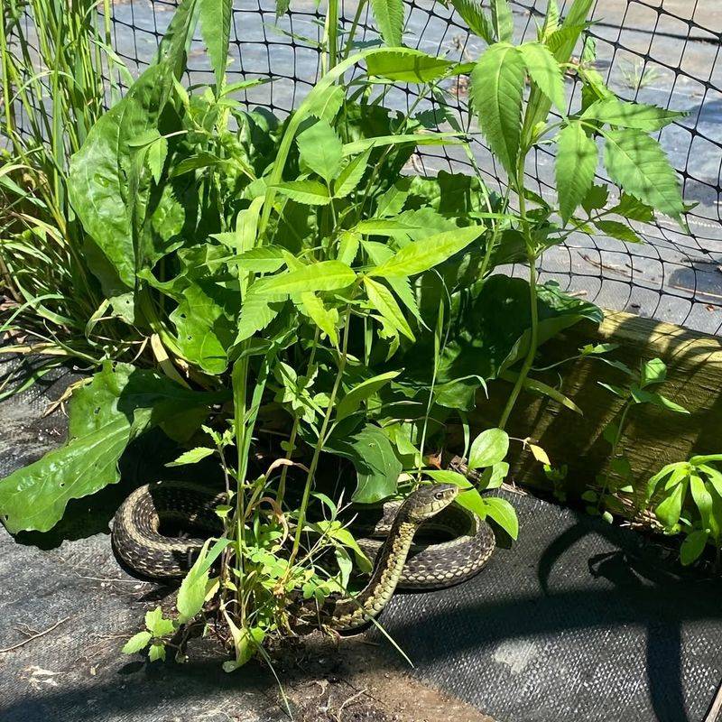 Food Sources Begin To Reappear