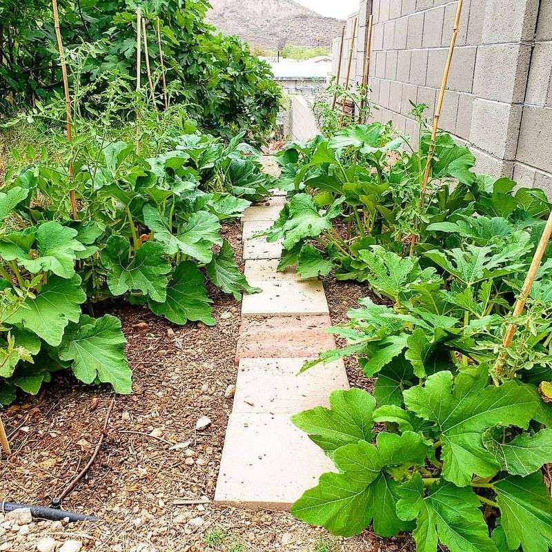 Peak Summer Irrigation Timing During Triple Digit Days