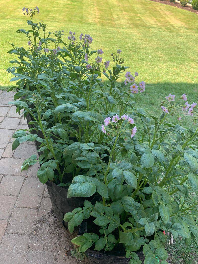 Flowers Mean Tubers Are Growing Underground Right Now
