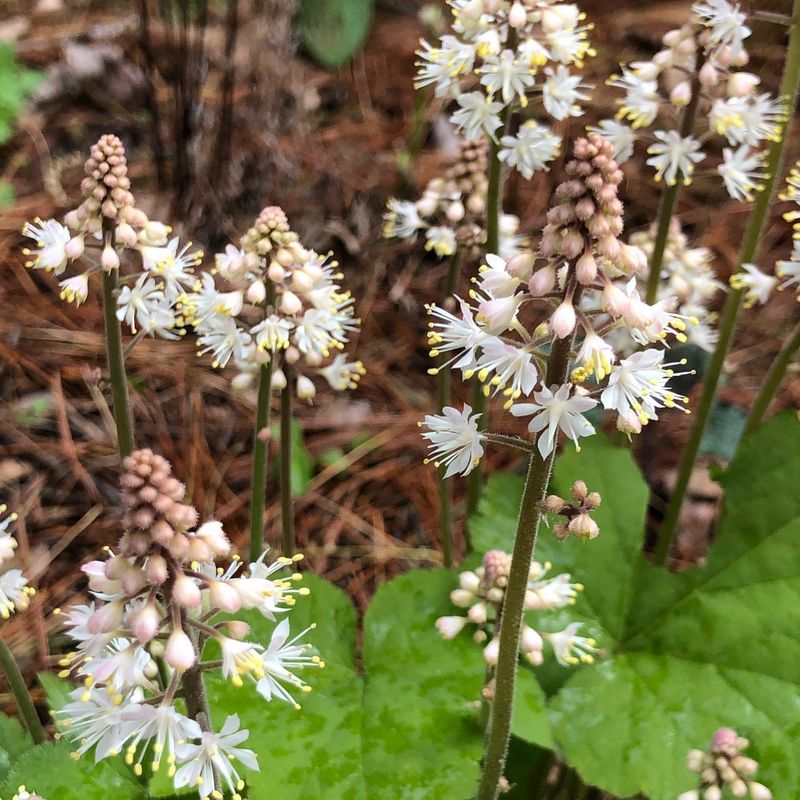 Foamflower (Tiarella Cordifolia)