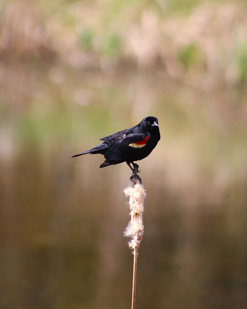 Red Winged Blackbirds Return To Wetlands In February