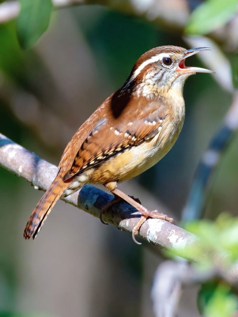 Carolina Wrens Sing Boldly From Porches And Shrubs