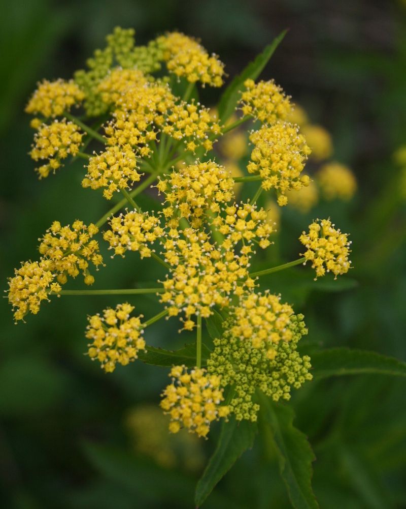 Golden Alexander Brings Bright Yellow Spring Blooms