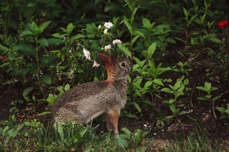 Cottontail Rabbits Often Feed On Tender Garden Plants