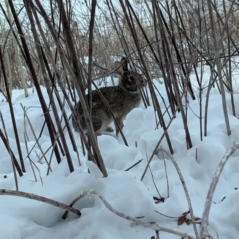 Eastern Cottontail Rabbits Continue Feeding Above The Snow Line