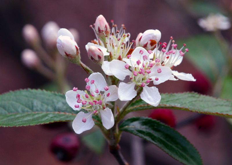 Red Chokeberry (Aronia arbutifolia)