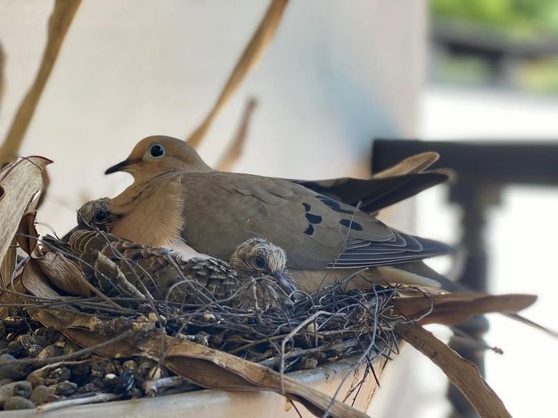 Mourning Doves Begin Nesting Earlier Than Most Expect