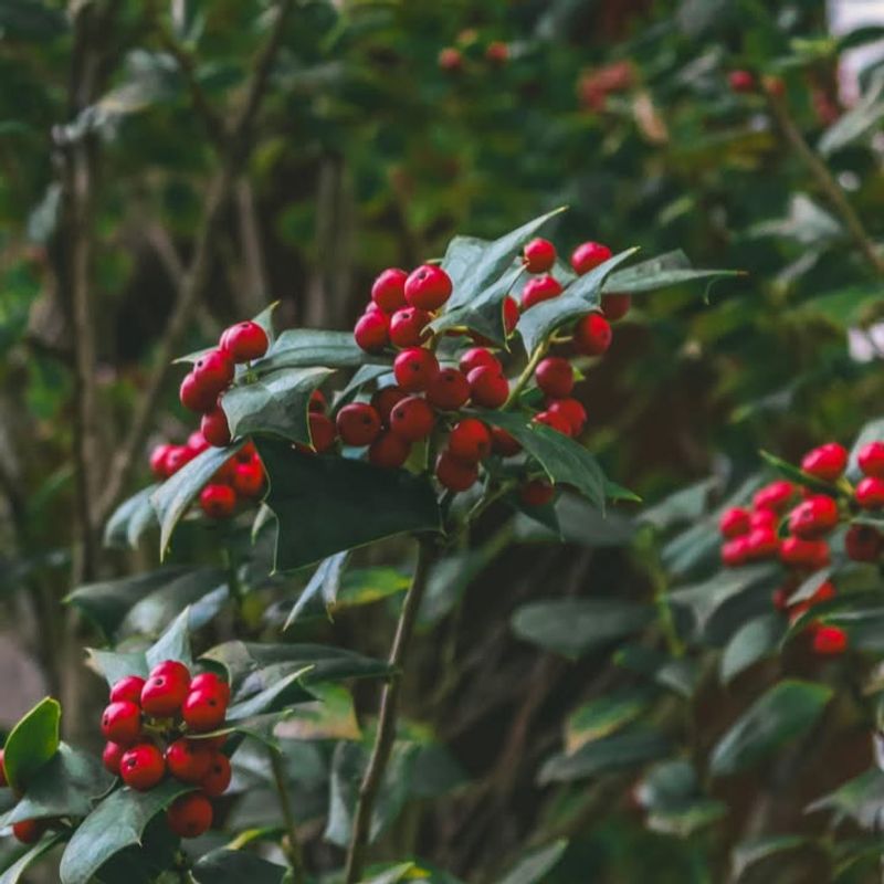 American Holly (Ilex opaca)