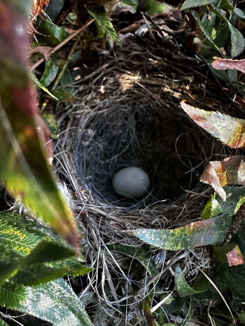 Serviceberry Provides Fine Twigs For Early Nesting