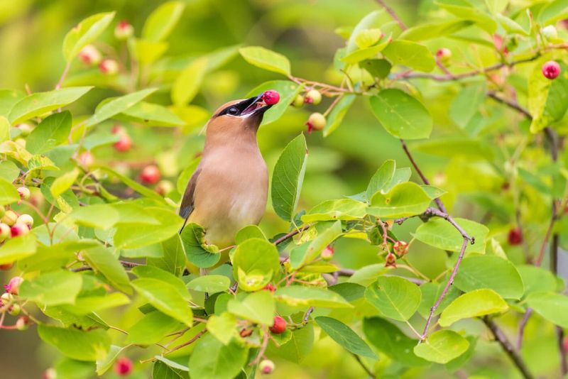 Serviceberry Feeds Birds With Early Season Fruit