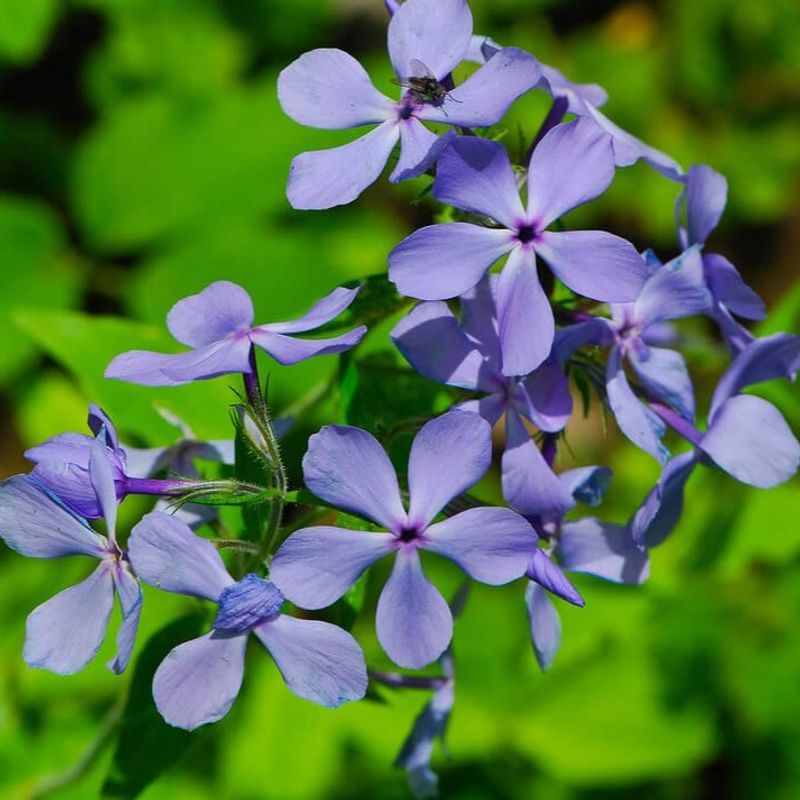 Wild Blue Phlox Fills Shady Gardens With Early Nectar