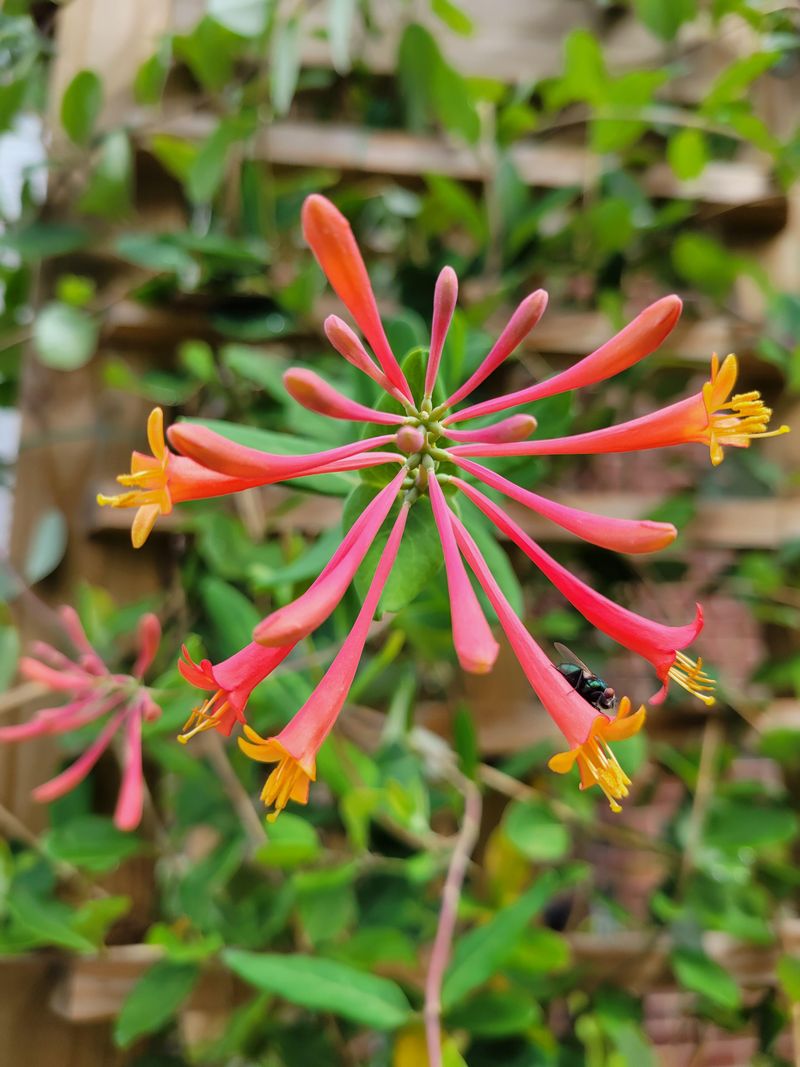 Coral Honeysuckle Draws Hummingbirds Right To Your Door