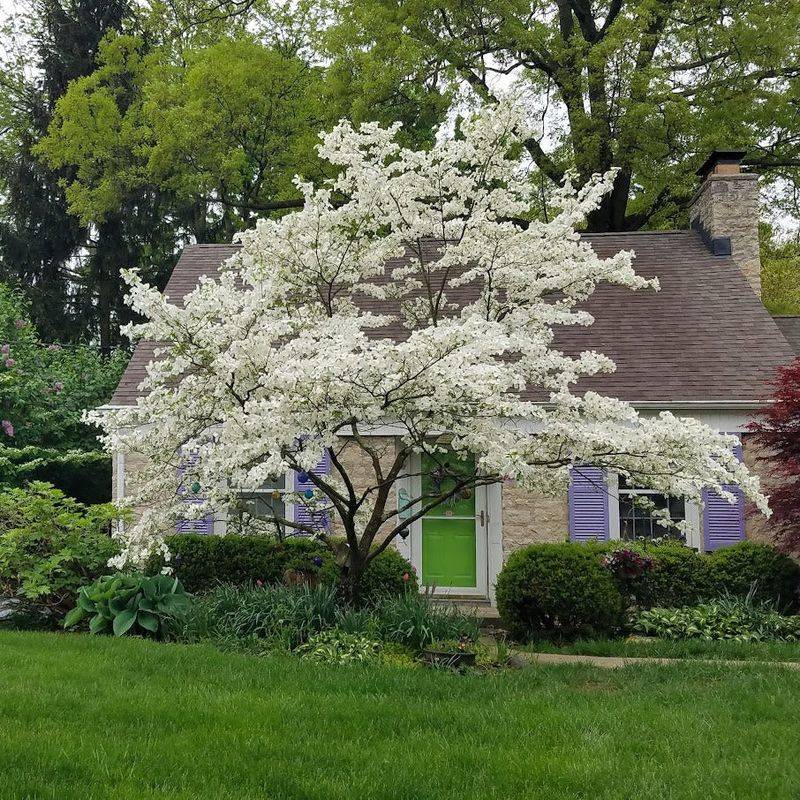 Flowering Dogwood Adds Classic Beauty To Ohio Landscapes