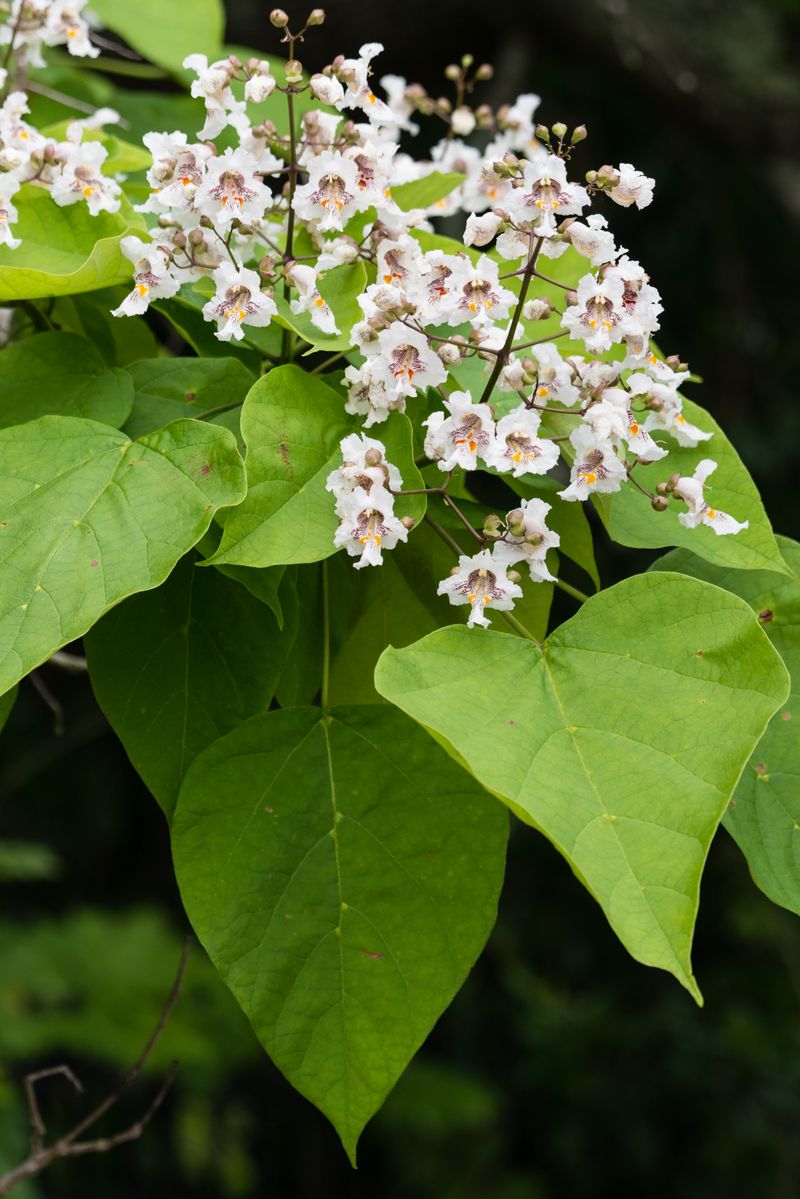 Southern Catalpa (Catalpa Bignonioides)