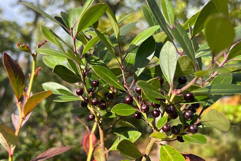 Inkberry Holly (Ilex Glabra)