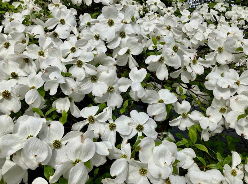 Flowering Dogwood (Cornus florida)